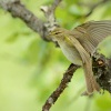 Budnicek vetsi - Phylloscopus trochilus - Willow Warbler 3614